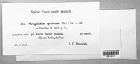 Phragmidium speciosum image